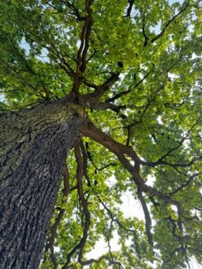 🇪🇺 TEEN European Digital Community: Ginkgo of Education and Creativity from Reggio Emilia, Italy