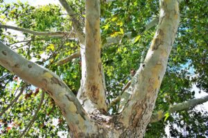 🇪🇺 TEEN European Digital Community: London Plane from Rostov-on-Don, Russia