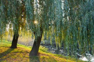 🇪🇺 TEEN European Digital Community: Willow Tree from Bydgoszcz, Poland