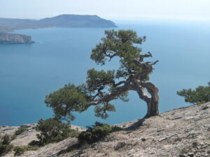 🇪🇺 TEEN European Digital Community: Crimean Black Pine from Kolomyia, Ukraine