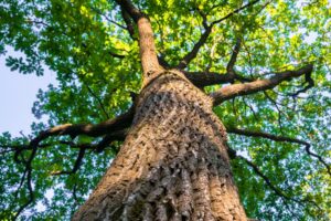 🇪🇺 TEEN European Digital Community: Oak Tree from Lubny, Ukraine