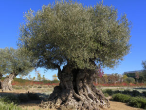 🇪🇺 TEEN European Digital Community: Olive Tree from Hlukhiv, Ukraine
