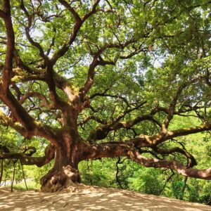 🇪🇺 TEEN European Digital Community: Oak Tree from Bilhorod-Dnistrovskyi, Ukraine