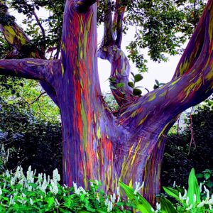 🇪🇺 TEEN European Digital Community: Rainbow Gum from Poltava, Ukraine