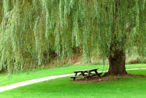 🇪🇺 TEEN European Digital Community: Willow Tree from Belgrade, Serbia