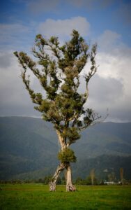 🇪🇺 TEEN European Digital Community: Strange Walking Tree from Vilnius, Lithuania
